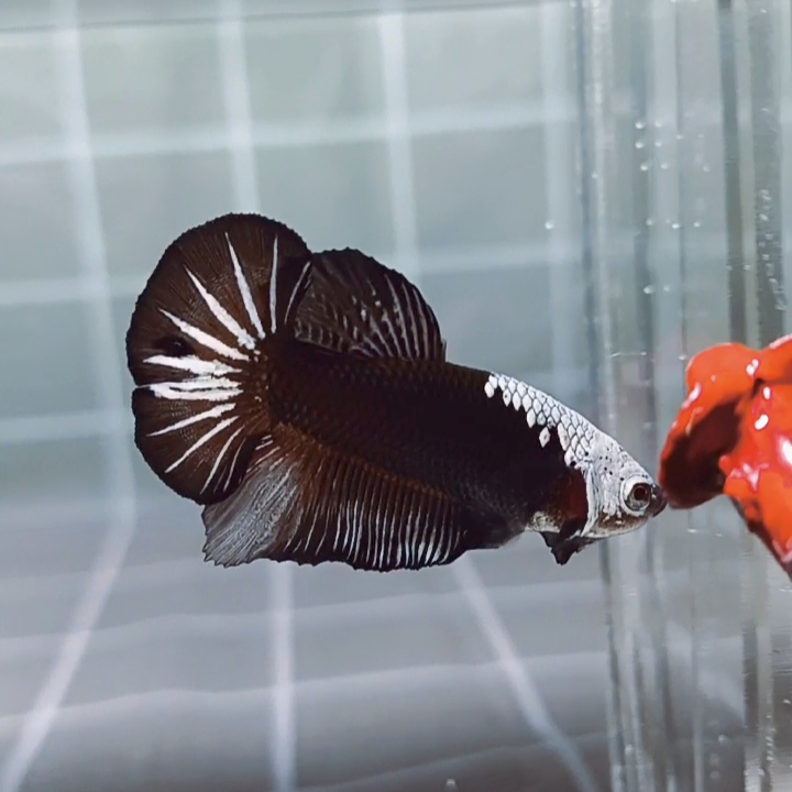 Black Samurai Headgear HMPK_H134 (Male) - Image 4