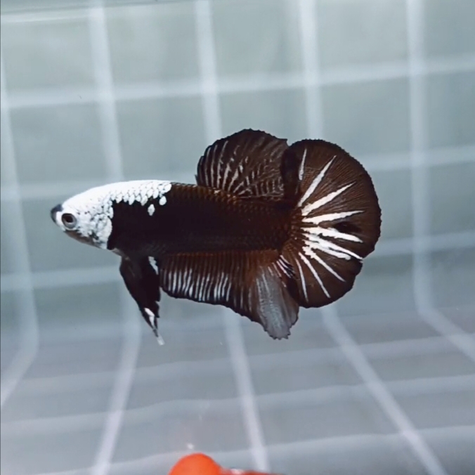 Black Samurai Headgear HMPK_H134 (Male) - Image 3