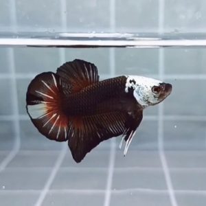 Black Samurai Helmet HMPK_H139 (Male)