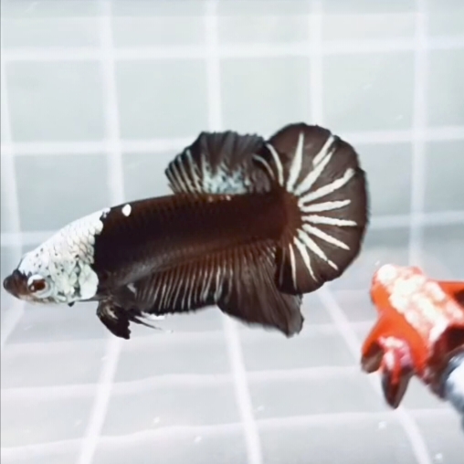 Black Samurai Fullmask HMPK_H141 (Male)