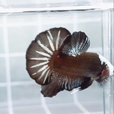 Black Samurai Fullmask HMPK_H141 (Male) - Image 5