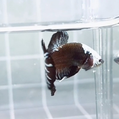 Black Samurai Fullmask HMPK_H141 (Male) - Image 4