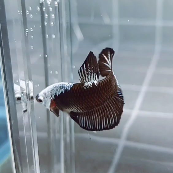 Black Samurai Headgear HMPK_H142 (Male) - Image 2