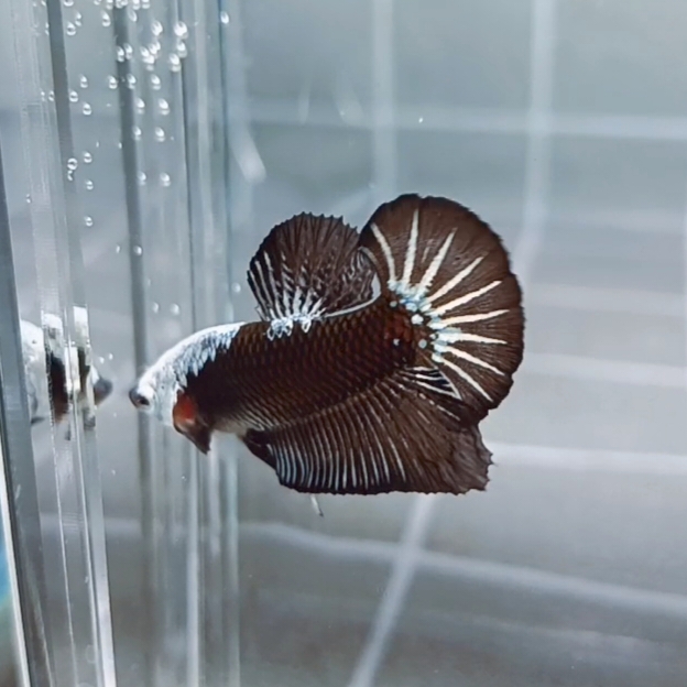 Black Samurai Headgear HMPK_H142 (Male)