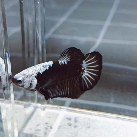 Black Samurai Headgear HMPK_H142 (Male) - Image 4