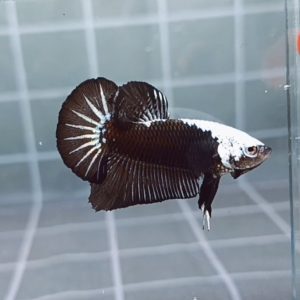 Black Samurai Helmet HMPK_H144 (Male)