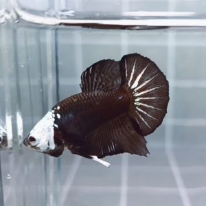 Black Samurai Helmet Short Body HMPK_H151 (Male)