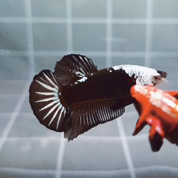 Black Samurai Headgear HMPK_H152 (Male)