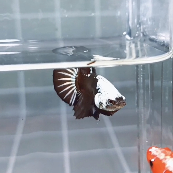 Black Samurai Headgear HMPK_H152 (Male) - Image 2