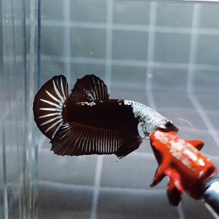 Black Samurai Headgear HMPK_H152 (Male) - Image 3