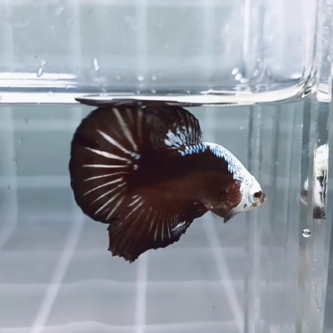 Black Samurai Headgear HMPK_H154 (Male) - Image 2