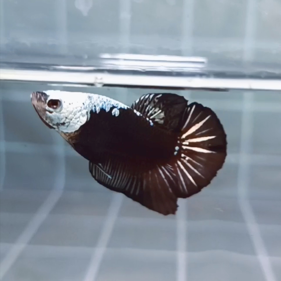 Black Samurai Headgear HMPK_H154 (Male) - Image 4