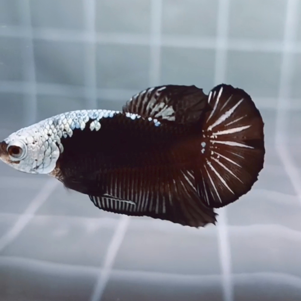 Black Samurai Headgear HMPK_H154 (Male) - Image 5