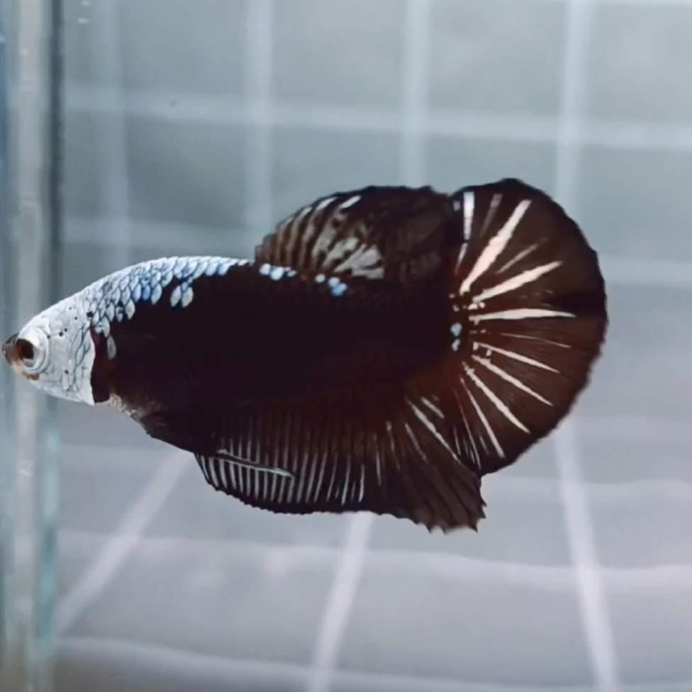 Black Samurai Headgear HMPK_H154 (Male)