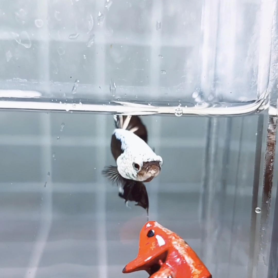 Black Samurai Headgear HMPK_H154 (Male) - Image 3