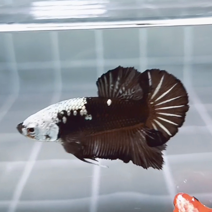 Black Samurai Headgear HMPK_H155 (Male)