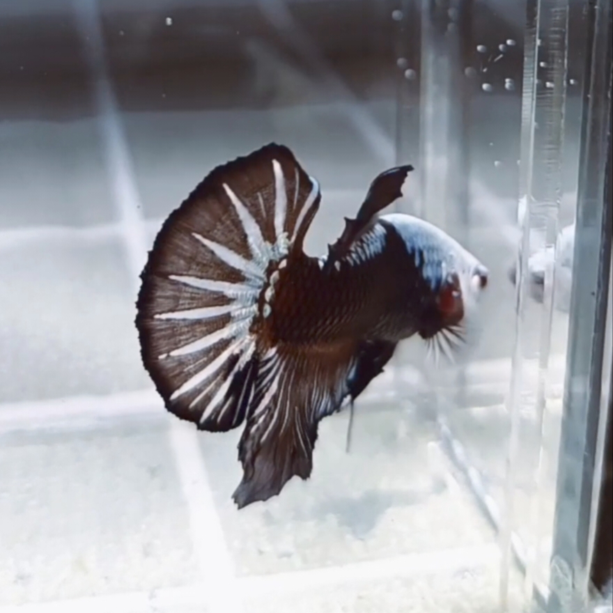 Black Samurai Headgear HMPK_H157 (Male) - Image 7