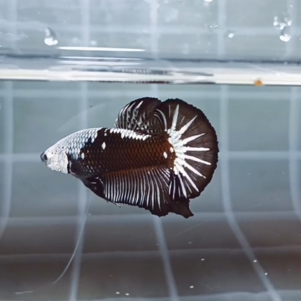 Black Samurai Headgear HMPK_H157 (Male) - Image 4