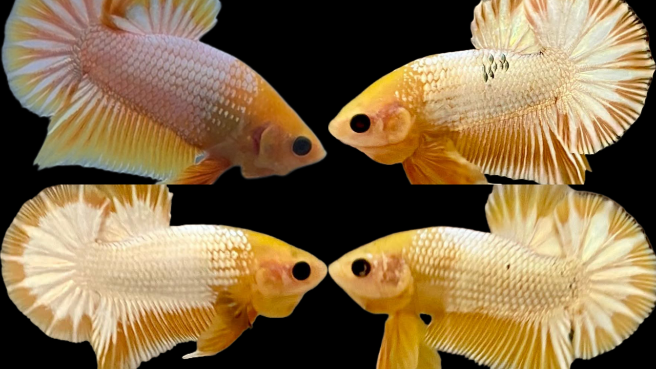 Export-Grade Yellow FCCP HMPK Betta — 100 Males (Wholesale) - Image 3