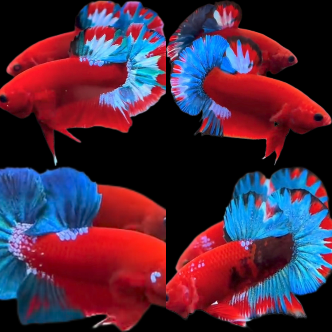 Export-Grade Red Hellboy HMPK Betta — 200 Males (Wholesale) - Image 2