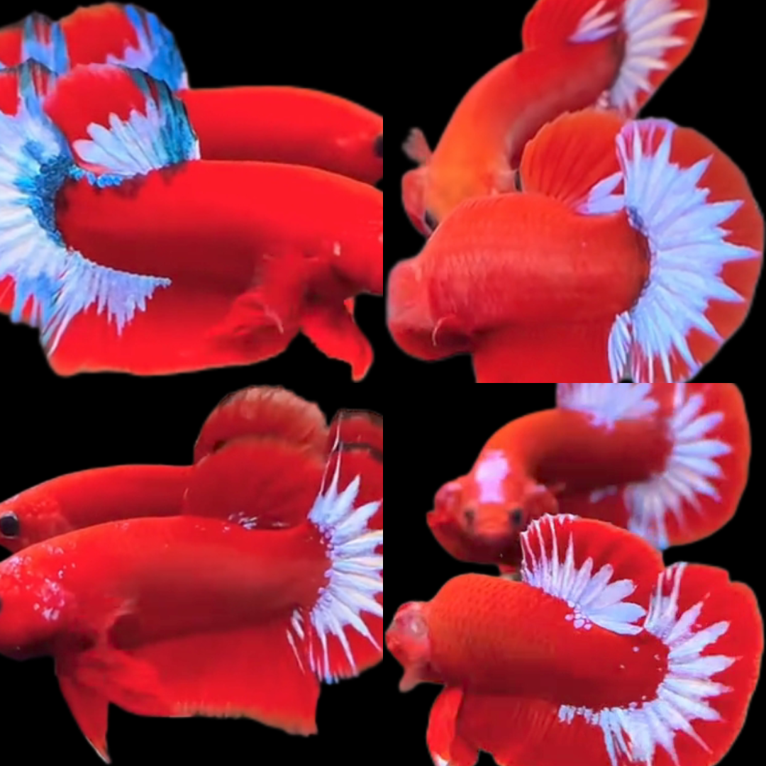 Export-Grade Red Hellboy HMPK Betta — 200 Males (Wholesale)