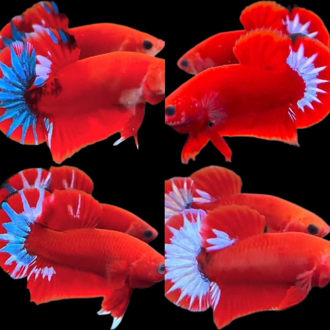 Export-Grade Red Hellboy HMPK Betta — 200 Males (Wholesale) - Image 3