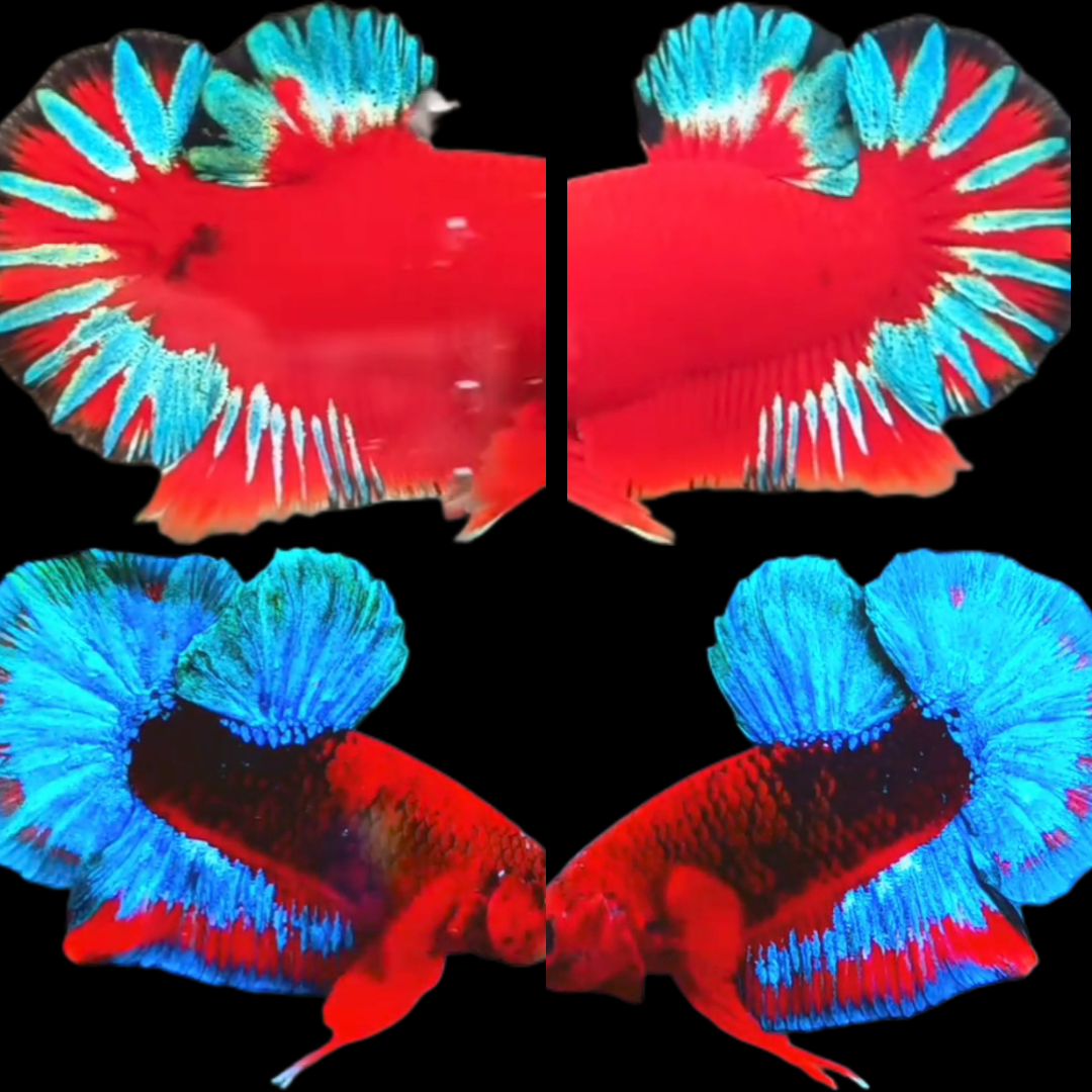 Export-Grade Red Hellboy HMPK Betta — 50 Males (Wholesale) - Image 4