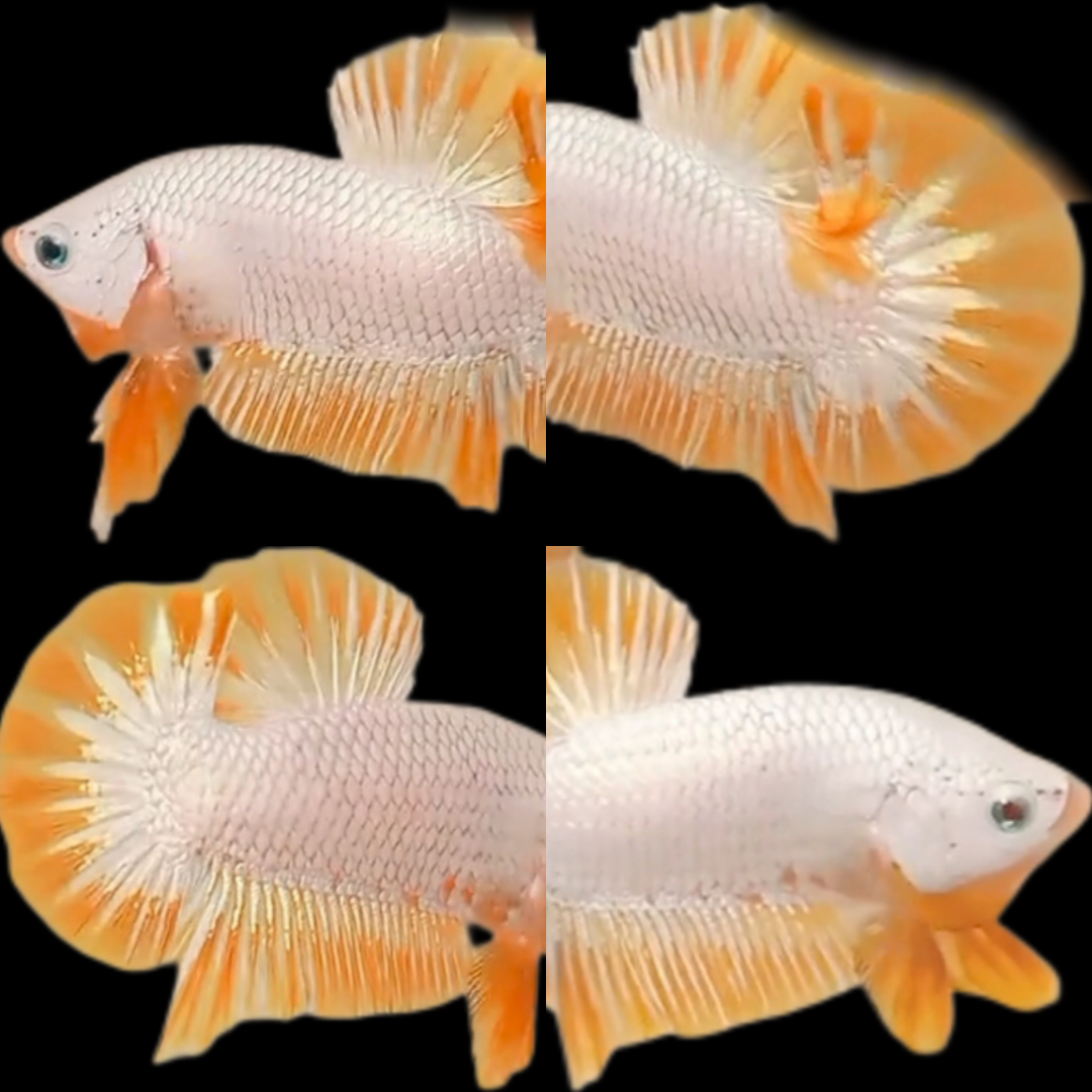 Export-Grade Yellow Dragon Snow HMPK Betta — 50 Males (Wholesale) - Image 2