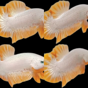 Export-Grade Yellow Dragon Snow HMPK Betta — 200 Males (Wholesale)