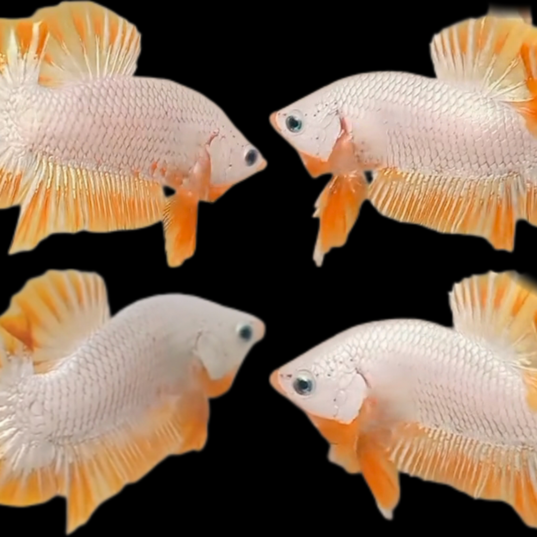 Export-Grade Yellow Dragon Snow HMPK Betta — 50 Males (Wholesale)