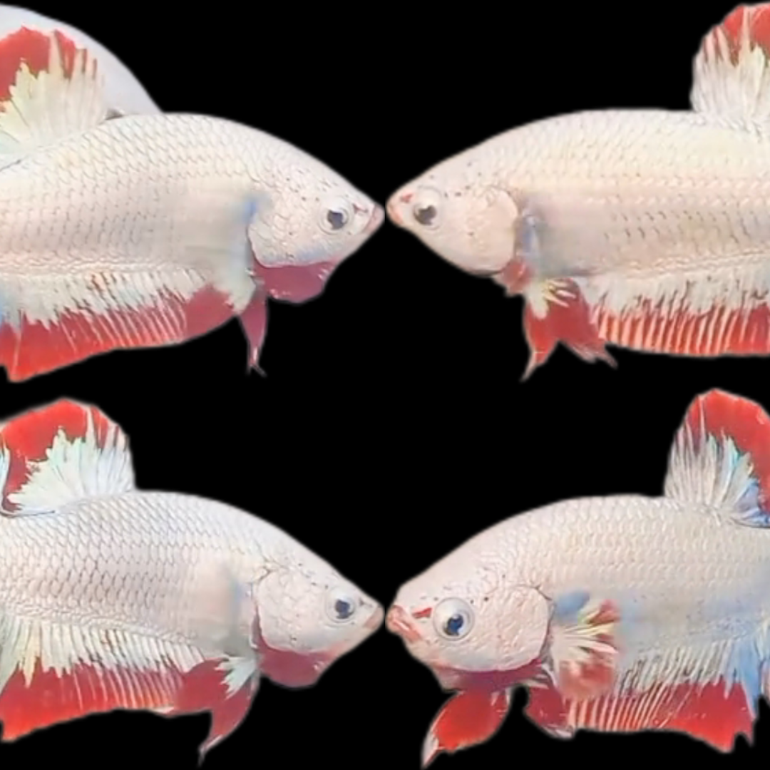 Export-Grade Red Dragon Snow HMPK Betta — 200 Males (Wholesale) - Image 2