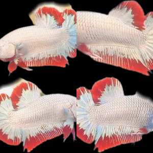 Export-Grade Red Dragon Snow HMPK Betta — 200 Males (Wholesale)