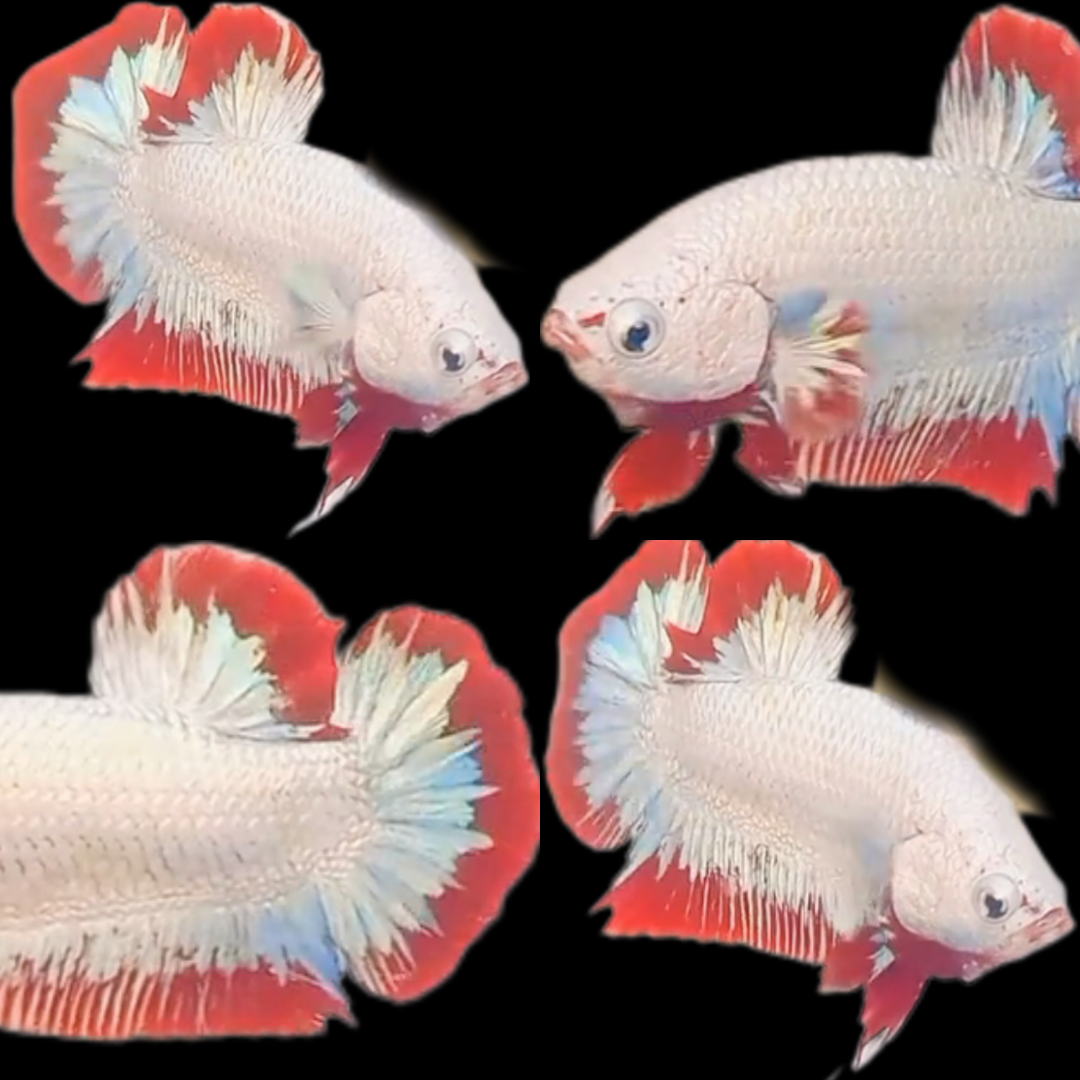 Export-Grade Red Dragon Snow HMPK Betta — 200 Males (Wholesale) - Image 3