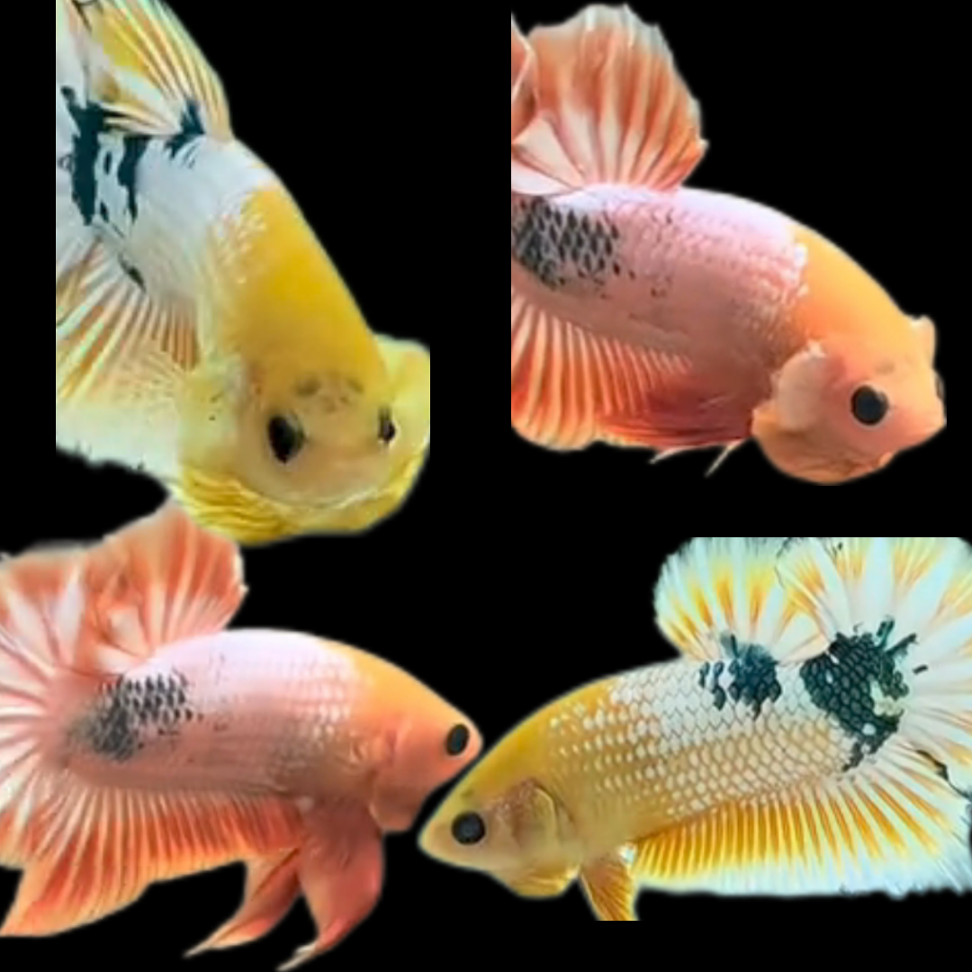 Export-Grade Yellow FCCP HMPK Betta — 100 Males (Wholesale)