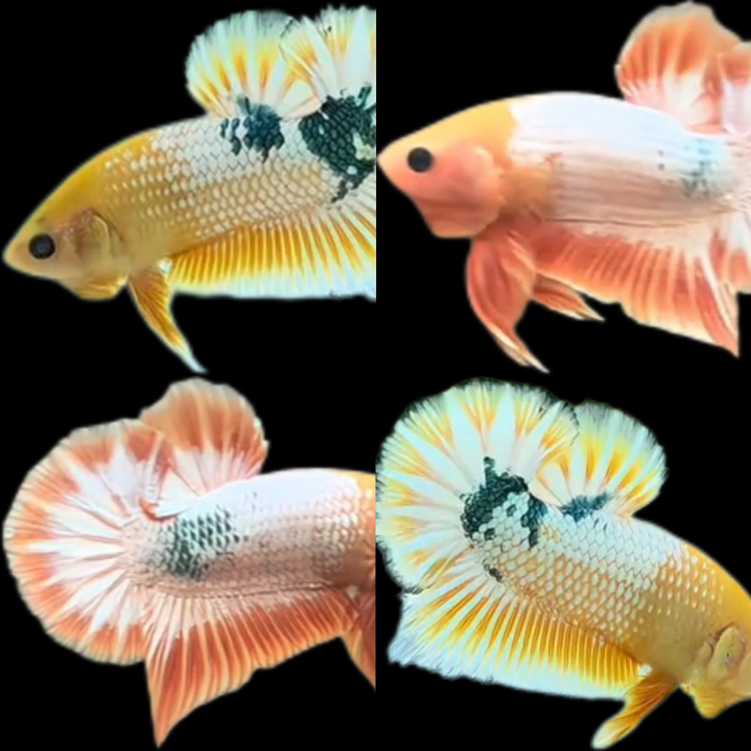 Export-Grade Yellow FCCP HMPK Betta — 100 Males (Wholesale) - Image 2