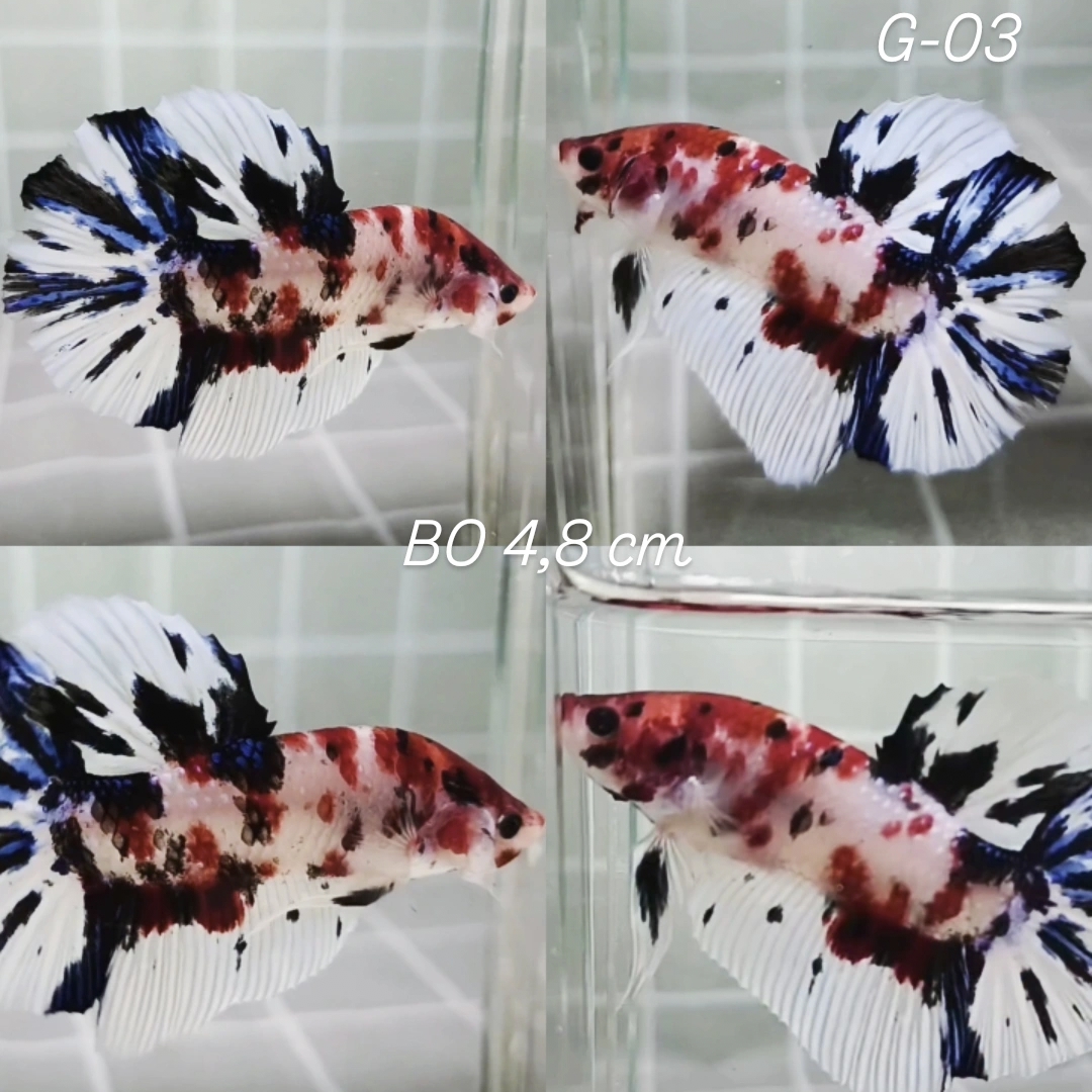 Multicolor Giant Betta Male (G03)