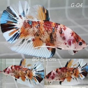 Multi Metallic Giant Betta Male (G04)
