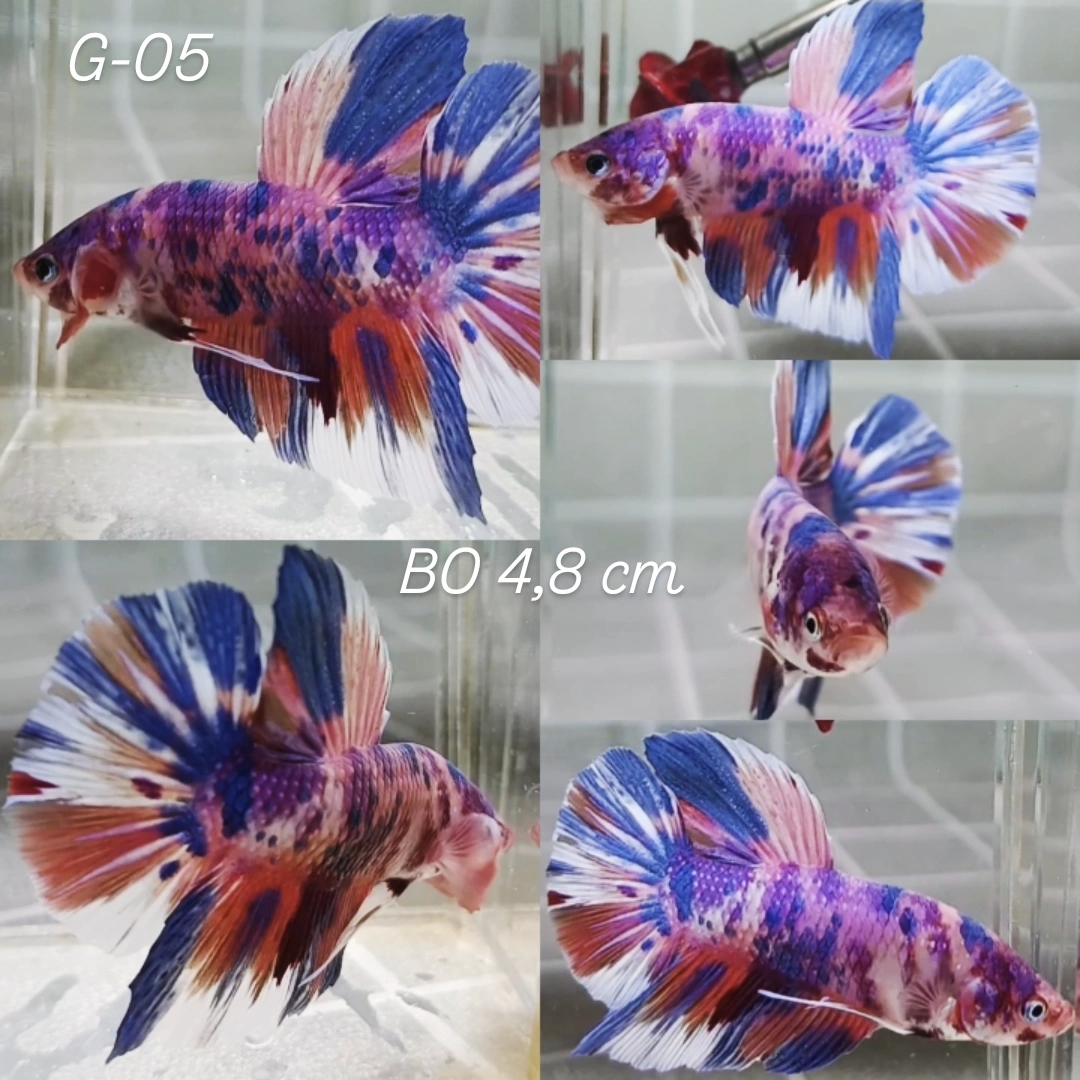 Purple Candy Giant Betta Male (G05)