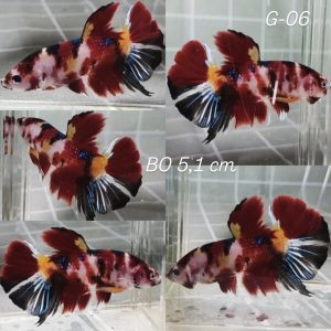 Multicolor Giant Betta Male (G06)