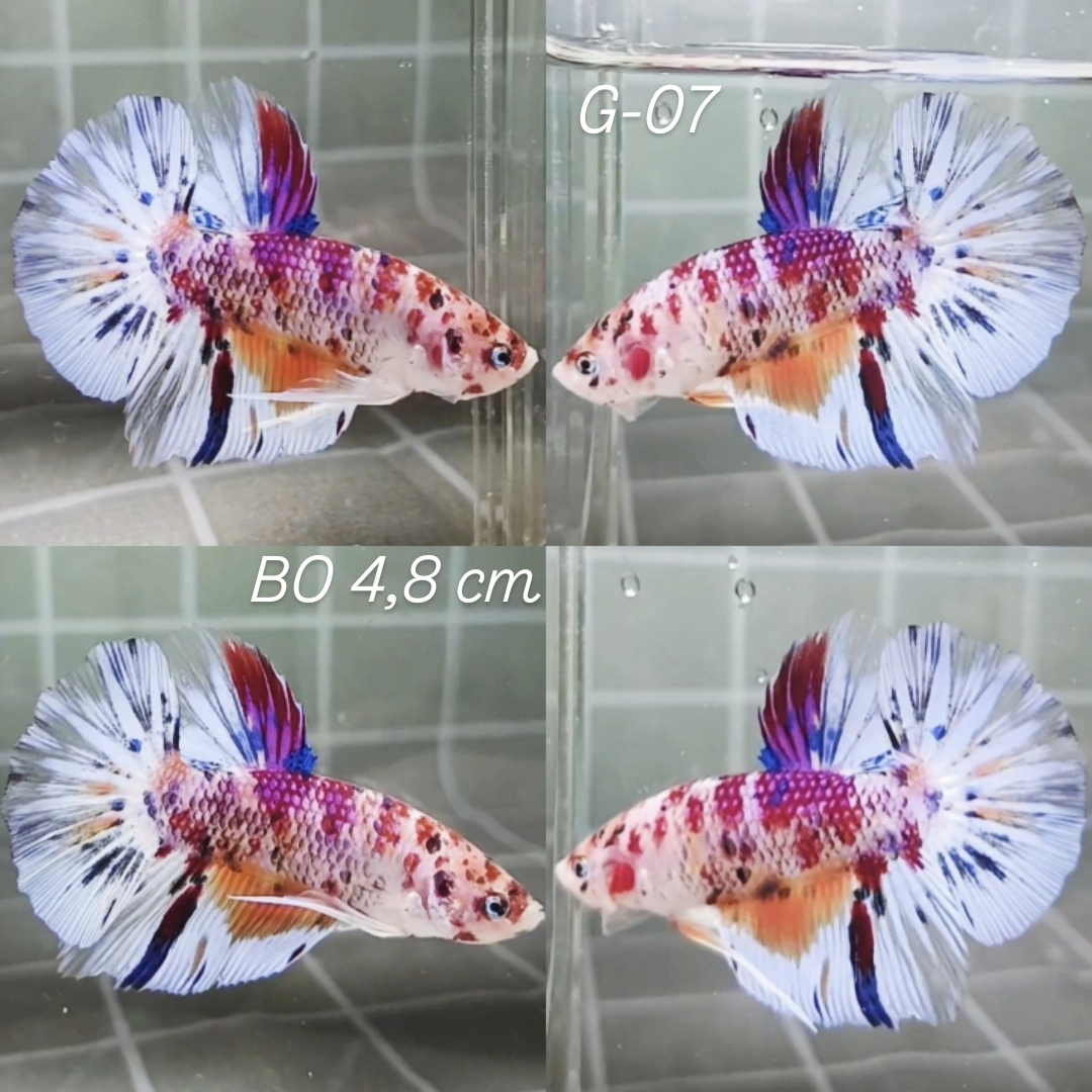 Multicolor Giant Betta Male (G07)