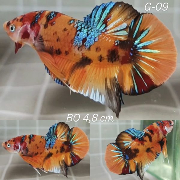 Orange Base Multi Giant Betta Male (G09)