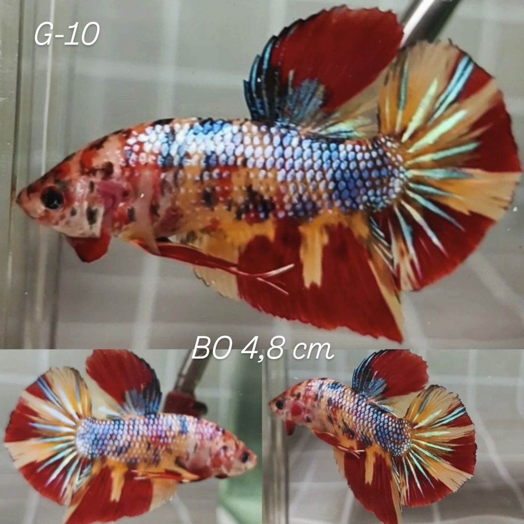 Nemo Multi Metallic Giant Betta Male (G10)