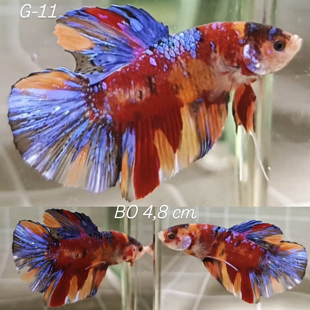Multicolor Giant Betta Male (G11)