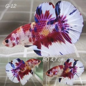 Candy Multi Metallic Giant Betta Male (G12)
