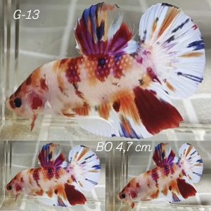 Multicolor Giant Betta Male (G13)