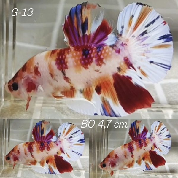 Multicolor Giant Betta Male (G13)