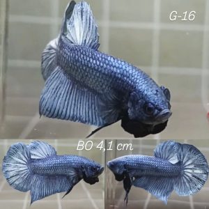 Steel Blue Baby Giant Betta Male (G16)