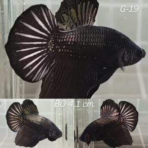 Avatar Baby Giant Betta Male (G19)