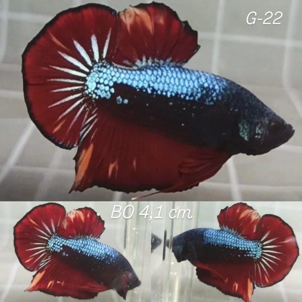 Avatar Fire Baby Giant Betta Male (G22)
