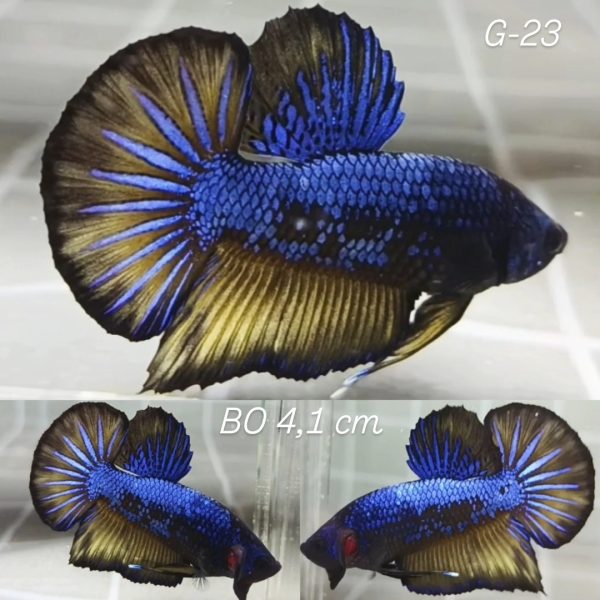 Avatar Yellow Blue Baby Giant Betta Male (G23)
